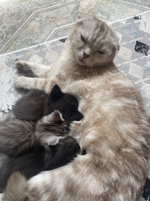 Котята бесплатно