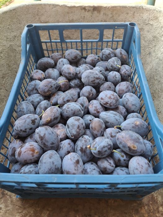 Prune sanatoase pentru consum gem compot si borhot
