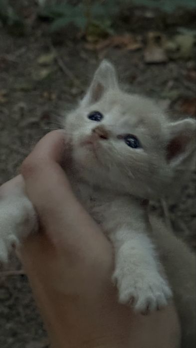 Котята ищут дом