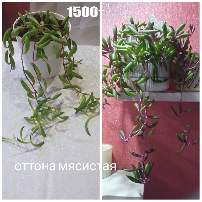 Комнатные растения