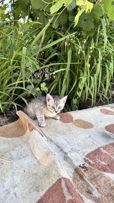 Отдам котят в добрые руки