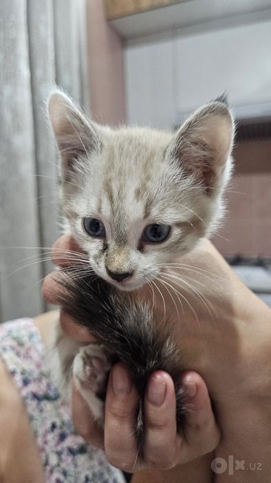 Котёнок, отдам в хорошие руки