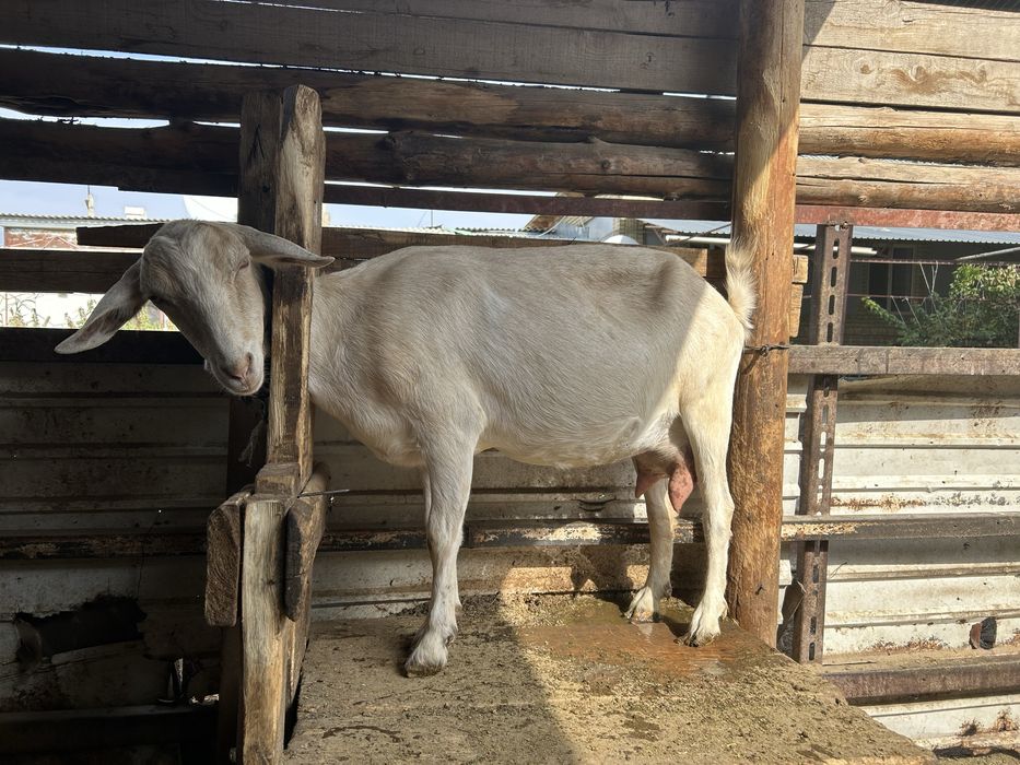 алпиский ешкилер лактар сатылады