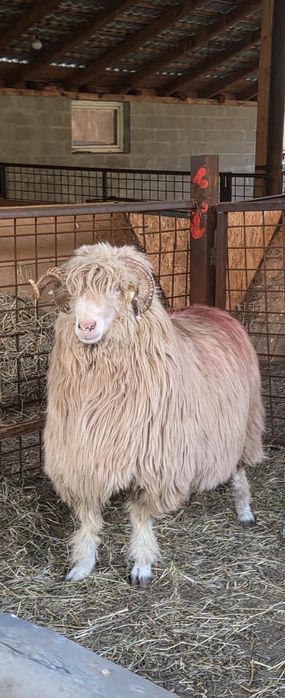 Berbeci băli și Noatini