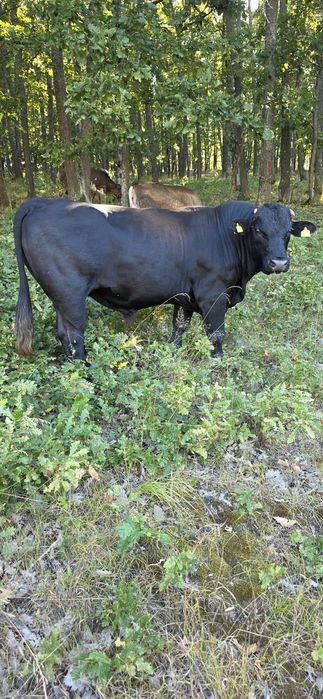 Tauri Angus 700 kg