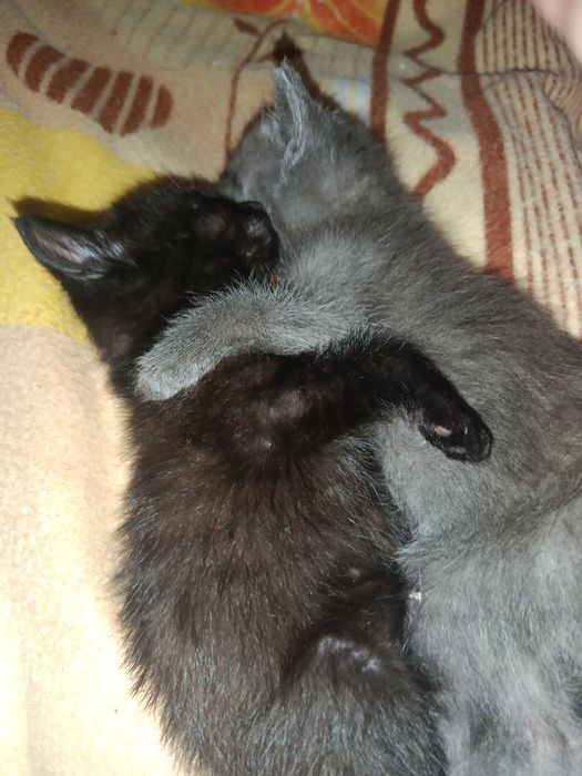 Отдам котят в добрые руки