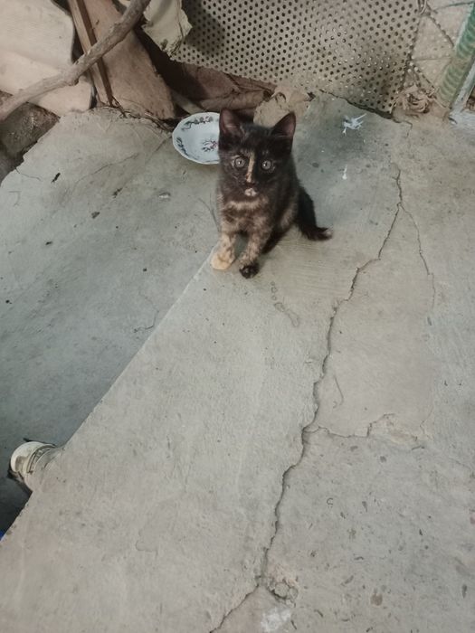 Котята,разные,2мес.мальчики и девочки