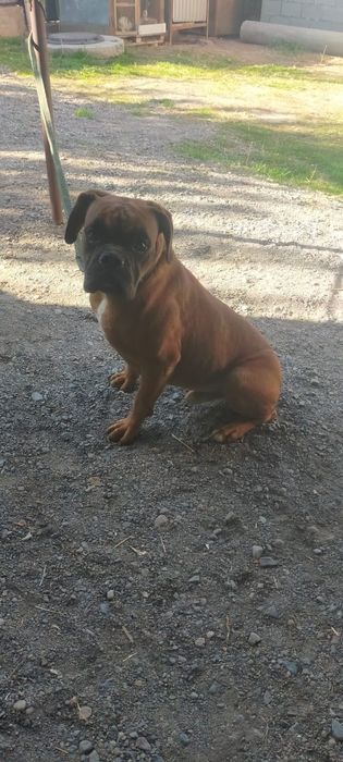 Продам кобеля баксер полтора года