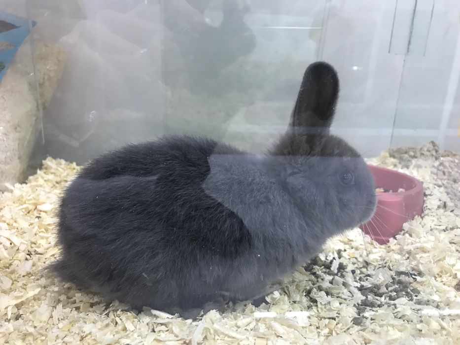 Карликовый кролик