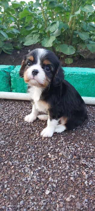 Кавалер Кинг Чарльз спаниель девочка