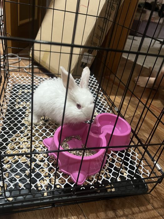 Продается кролик с клеткой