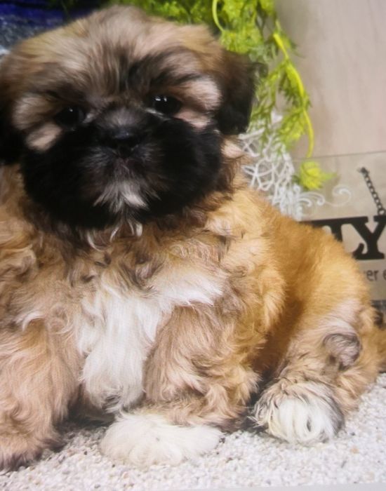 Bichon havanez 500 lei