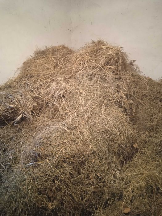 Сено из клевера. Beda hashak