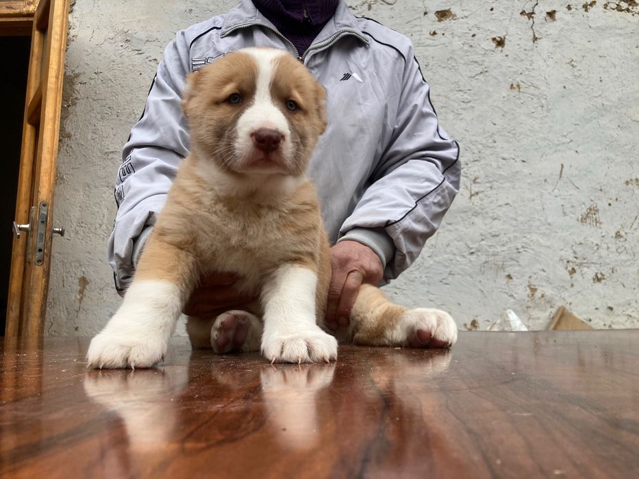 Щенок Туркменского Алабая ( чистокровный )