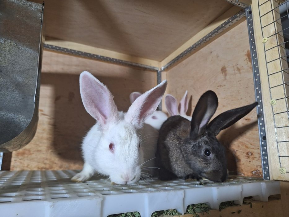 Quyonlar sotiladi Zoti toza Xikol jinsi aralash