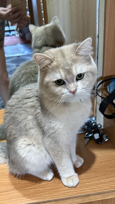 Вязка Шикарный кот Шиншилла голубое золото