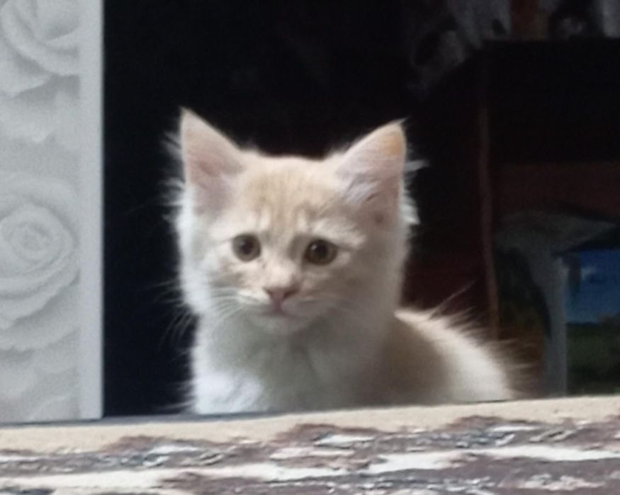 Отдам котенка в добрые руки