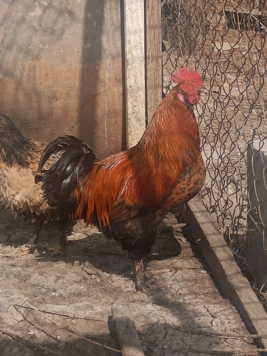 Продам домашних петушков возраст около года,