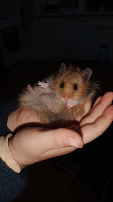 Qoʻlga oʻrgangan, tishlamaydigan hamyak sotiladii