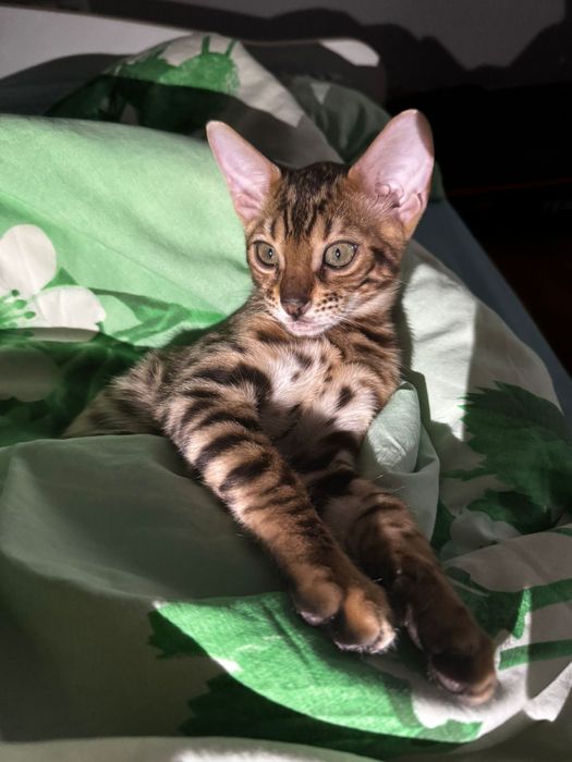 Бенгальские котята