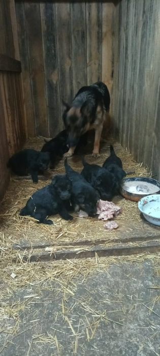 Щенки немецкой овчарки