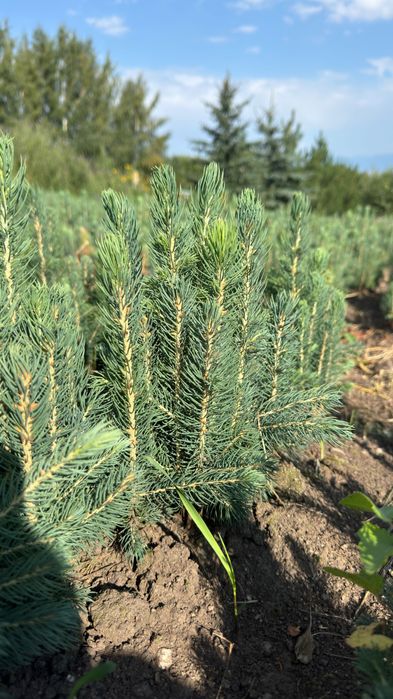 Голубая Ель кўчатлари сотилади!