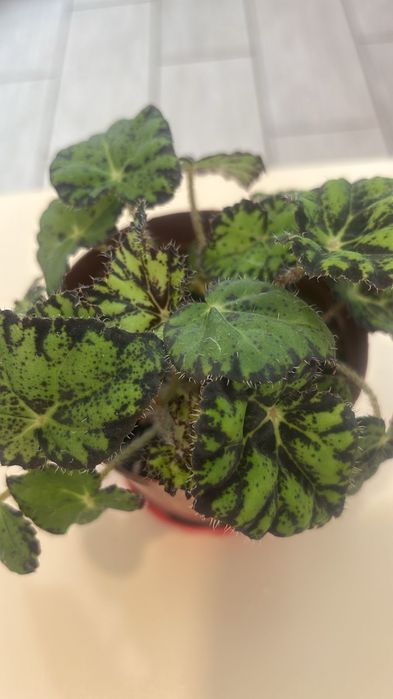 Продам бегонию и фикус