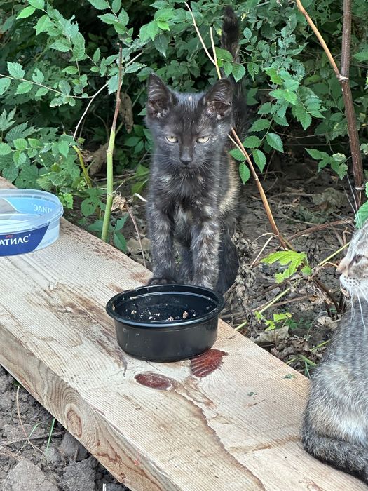 Отдам котят в добрые руки