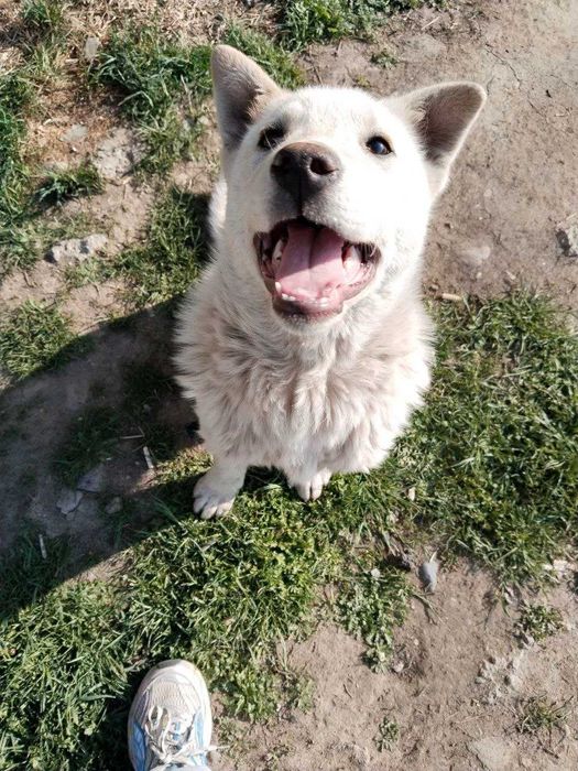 Щенок, мальчик, 4 месяца