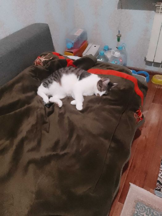 Кот кастрированный