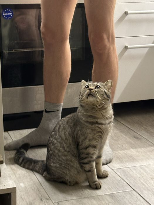 Вязка Кот Скоттиш-страйт