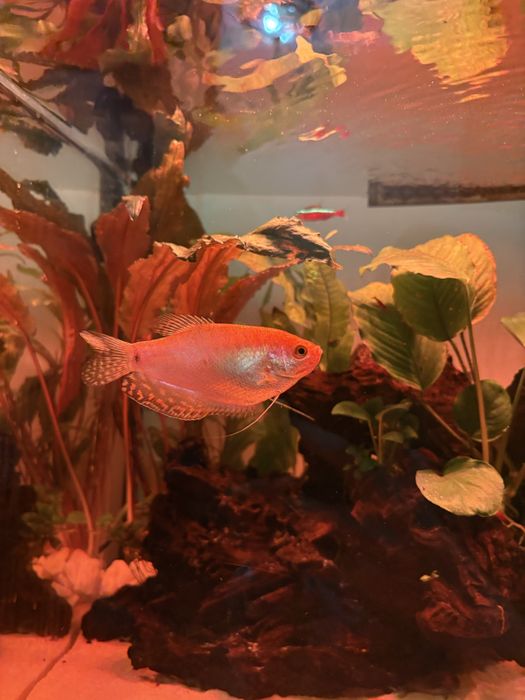 рыбка гурами золотистая