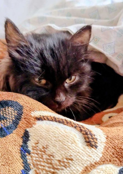 Котенце търси дом