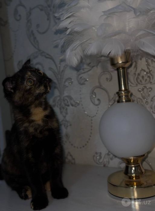 Вислоухий котенок
