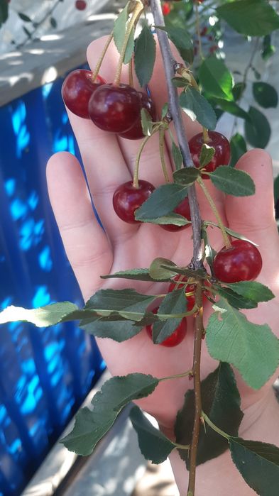 Продам вишню крупную