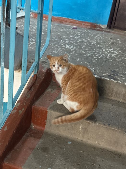 Отдам даром кошку