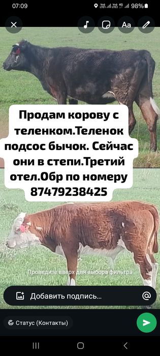 Продам корову с теленком