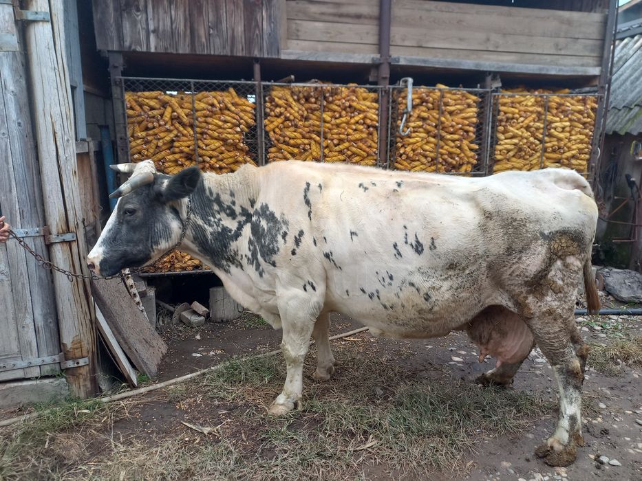 Vaca metis Blue Belgian