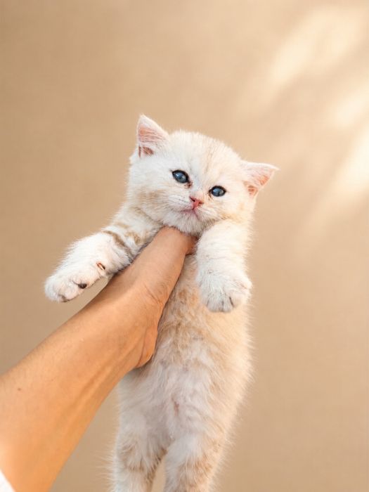 Котята золотая и серебристая шиншилла ищут дом (продаются!)