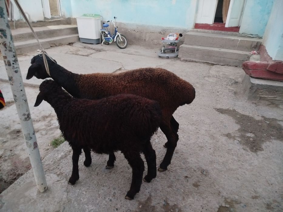 Ona bola qo'y sotiladi..