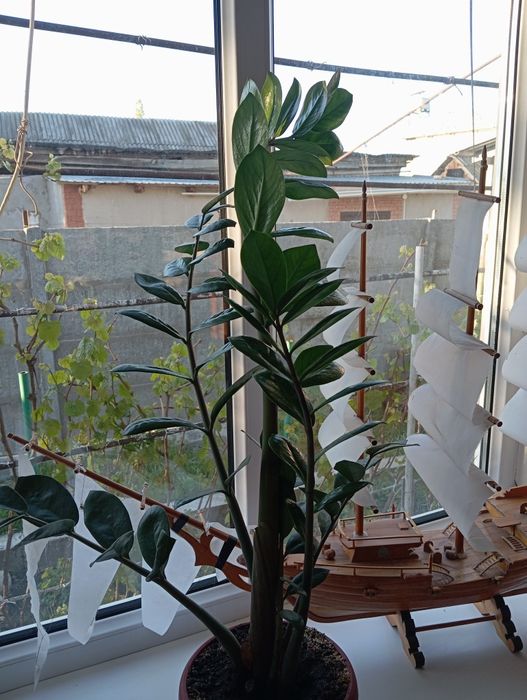 Поода комнатные цветы