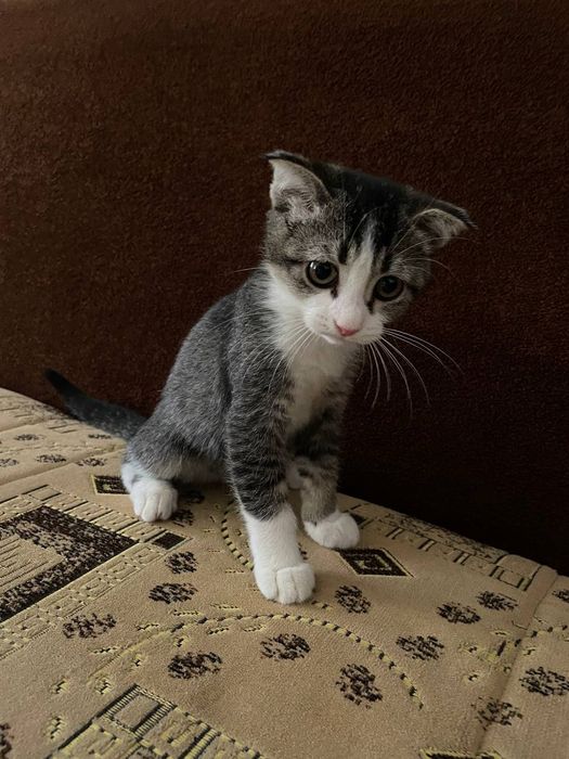 Котёнок породы скоттиш фолд(вислоухая)