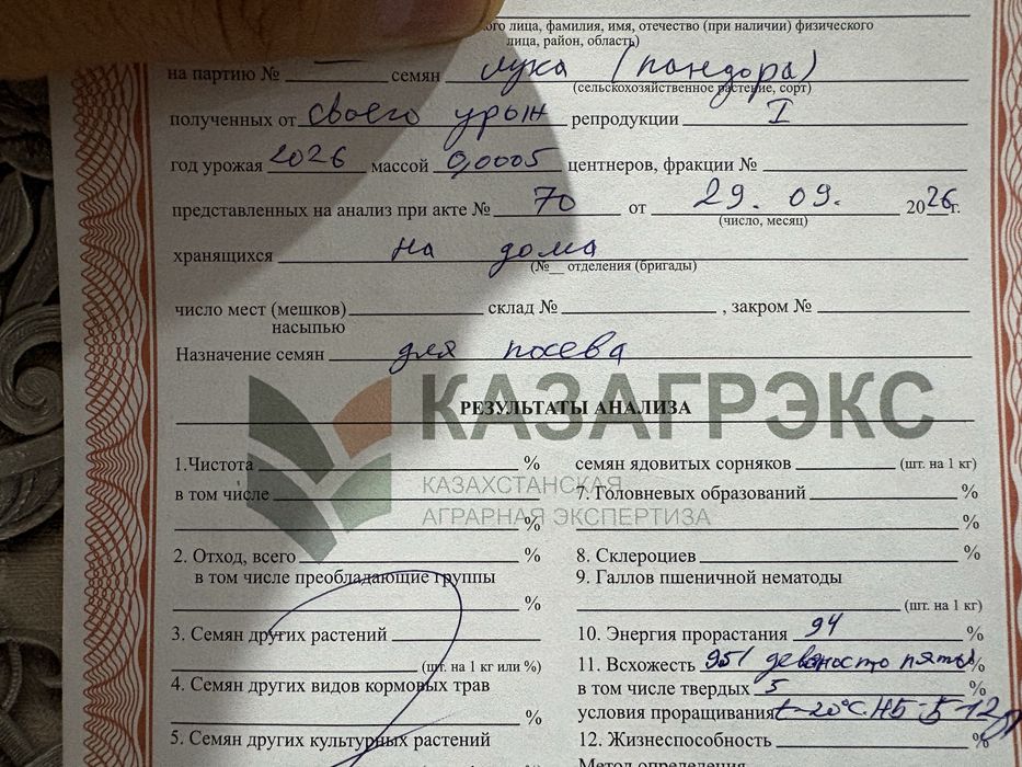 Семена Лука Пандора
