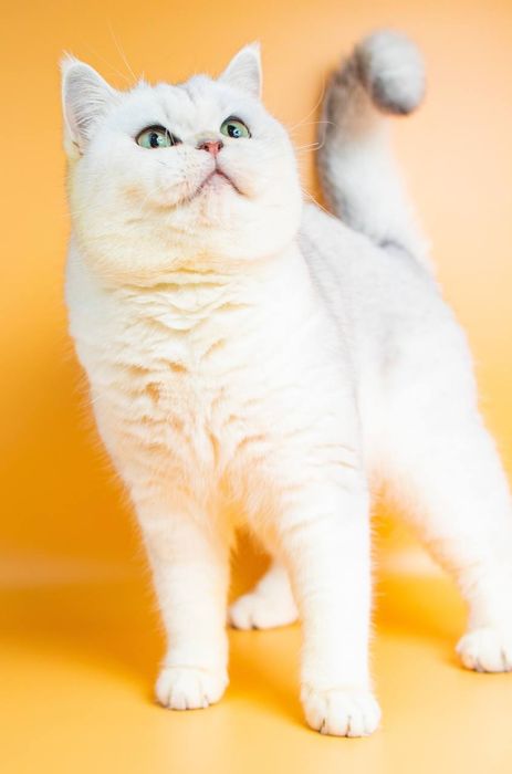 Взрослые британские серебряные кошки