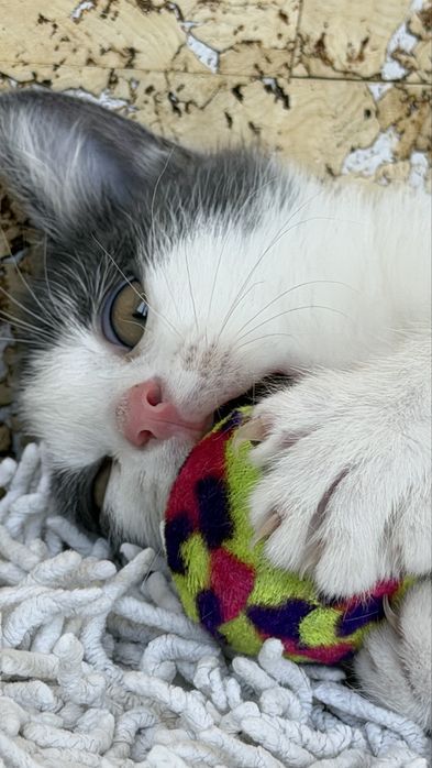 Отдам 2 котят, девочки, 3 месяца