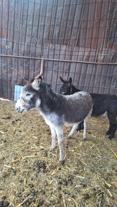 Продаются два ишака Хороший Мальчики