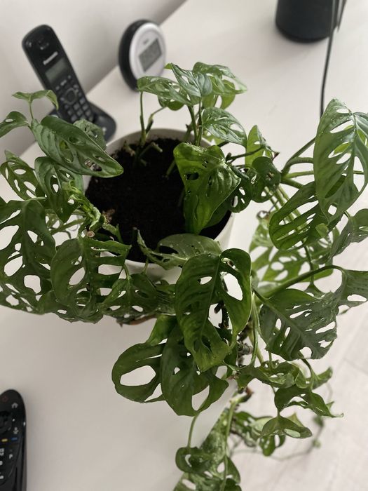 Продам монстеру манки