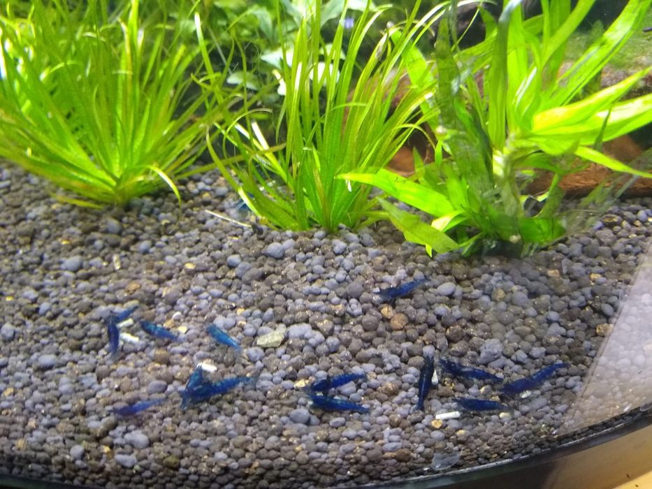 Creveti acvariu pesti