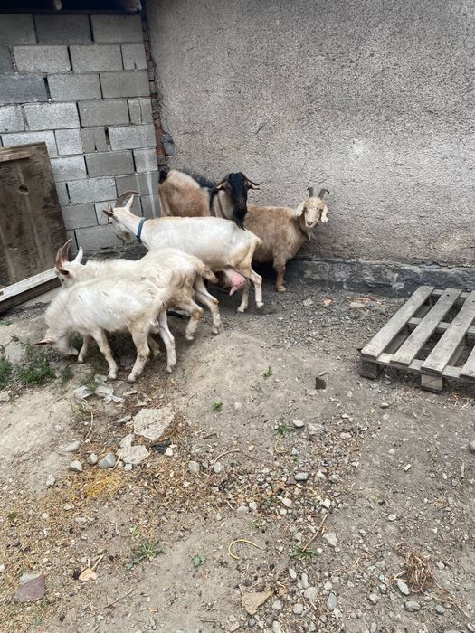 Ешкі, лақтар. Коза, козлята