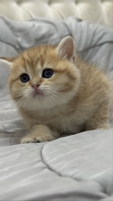 Британские  котятки!